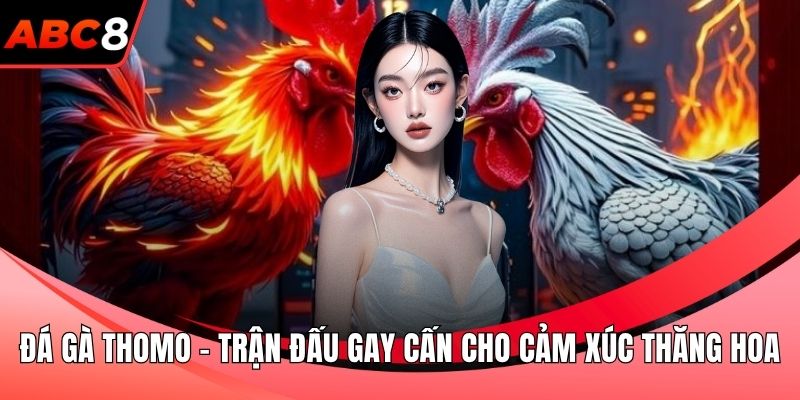 Đá gà Thomo
