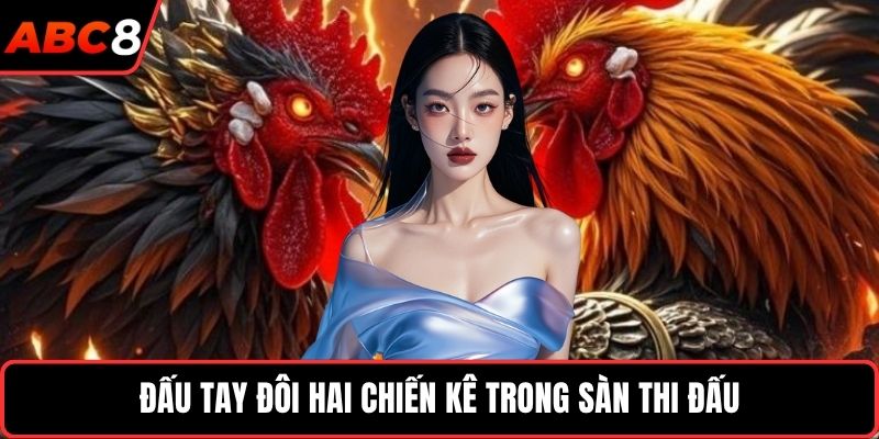 Đấu tay đôi hai chiến kê trong sàn thi đấu